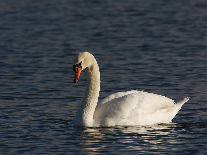 Cygnus olor Mute Swan Knobbelzwaan